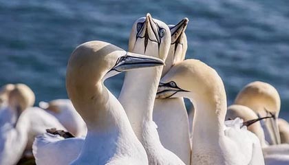 一场大胜！卡尔采夫补时长途奔袭单刀破门，本场传射建功