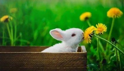 开云登录-亚冠出局恒大“变阵" 郑总领导卡纳瓦罗怎么玩？